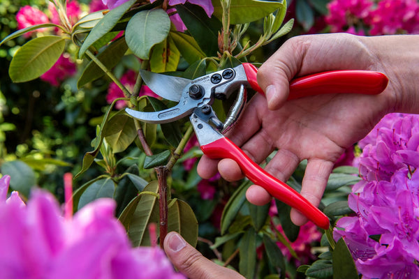Julius Berger Handschere schneidet Rhododendron