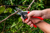 BERGER Handschere 1100 schneidet einen Ast im Garten