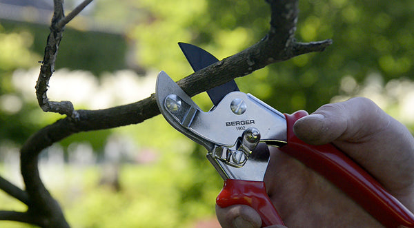 Amboss-Handschere anti-stick small  von Julius Berger schneidet Totholz im Garten