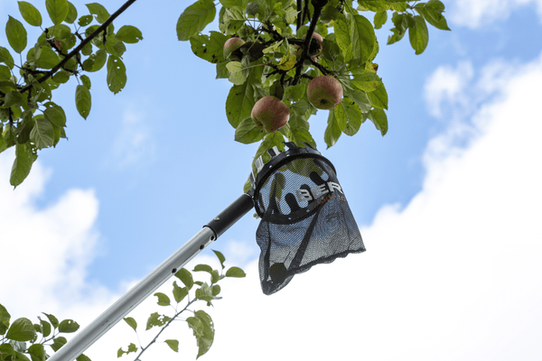 BERGER Obstpflücker 5440 pflückt Äpfel im Garten